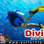 حجز رحلة الغطس