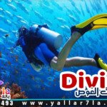 حجز رحلة الغطس