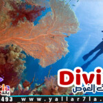 رحلات الغوص في الغردقة