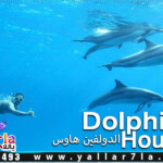 سعر رحلة دولفين هاوس الغردقة