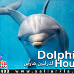 dolphin house sea trip